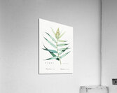 Bush cane illustration  Acrylic Print