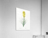 Yellow Asphodel illustration  Acrylic Print