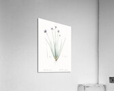 Vanilla lily illustration  Acrylic Print