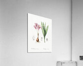 Autumn crocus illustration  Acrylic Print