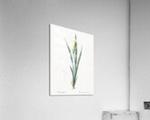 Yellow banded iris illustration  Acrylic Print