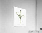 Grape hyacinth illustration  Acrylic Print