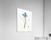 Lris xyphioides llustration  Impression acrylique