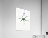 Scilla patula illustration  Acrylic Print