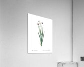 Harlequin blueflag illustration  Acrylic Print