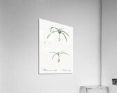 Dwarf garlic illustration  Acrylic Print