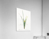 Yellow iris illustration  Acrylic Print