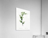 Treacleberry illustration  Acrylic Print