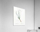 Phalangium bicolor illustration  Acrylic Print