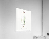Rosy garlic illustration  Acrylic Print