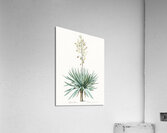 Adam needle illustration  Acrylic Print