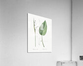 Powdery alligator-flag illustration  Acrylic Print