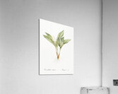 Lily of the valley illustration  Acrylic Print