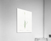 Tofield asphodel illustration  Acrylic Print