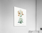 Canada lily illustration  Acrylic Print