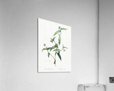 Canada lily illustration  Acrylic Print