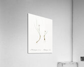 Snowdon lily illustration  Acrylic Print