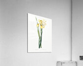 Iris Monnieri illustration  Acrylic Print