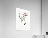 Autumn crocus illustration  Acrylic Print