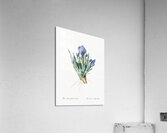 Pygmy iris illustration  Acrylic Print