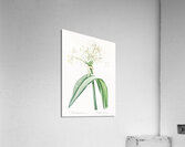 Florida swamp-lily illustration  Acrylic Print