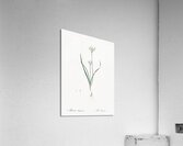 Three-cornered leek illustration  Acrylic Print