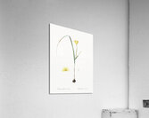 Cape tulip illustration  Acrylic Print