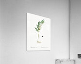 Angular solomon seal illustration  Acrylic Print
