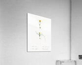1. Ixia recurva 2. Ixia filifolia illustration  Acrylic Print