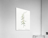 Asparagus horridus illustration  Acrylic Print
