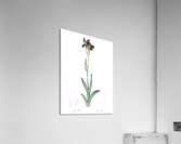 Dingy flag iris illustration  Acrylic Print