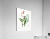 Canna lily illustration  Acrylic Print