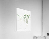 Floating water-plantain illustration  Acrylic Print