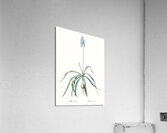 Italian bluebell illustration  Acrylic Print