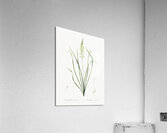 Wild asparagus illustration  Acrylic Print