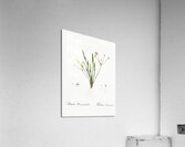 Lesser water-plantain illustration  Acrylic Print