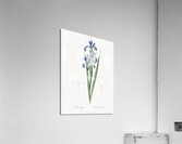 Blue iris illustration  Acrylic Print
