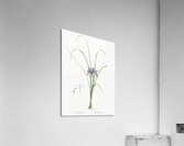 Grass leaved iris illustration  Acrylic Print