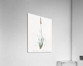 Rush featherling illustration  Acrylic Print