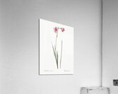 Sword lily illustration  Acrylic Print