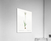 Chincherinchee illustration  Acrylic Print