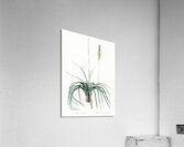 Agave yuccaefolia illustration  Acrylic Print