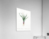 Agave yuccaefolia illustration  Acrylic Print