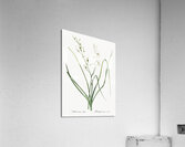 St Bernard lily illustration  Acrylic Print