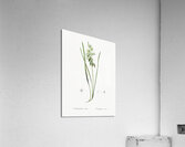 St Bernard lily illustration  Acrylic Print