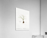 Melanthium gramineum illustration  Acrylic Print