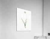 Nodding onion illustration  Acrylic Print