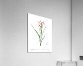Sword lily illustration  Acrylic Print