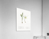 1. Yellow star-of-bethlehem 2. Small star-of-bethlehem illustration  Acrylic Print