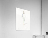Autumn squill illustration Acrylic Print